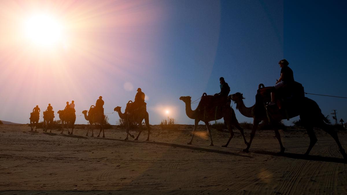 Negev Camel Ranch photo 2