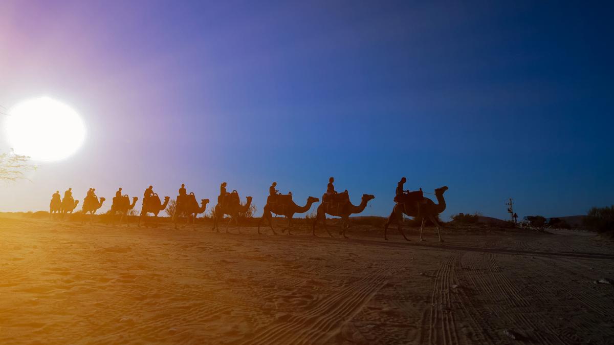 Negev Camel Ranch photo 4