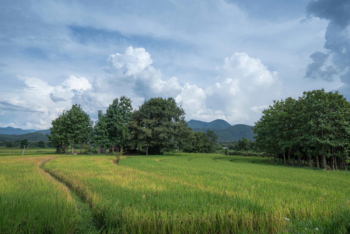 Paddy Fields Haven - Natures Nest photo 2