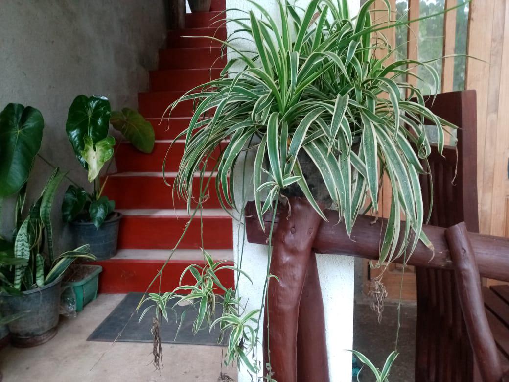 Nimsara Homestay photo 1