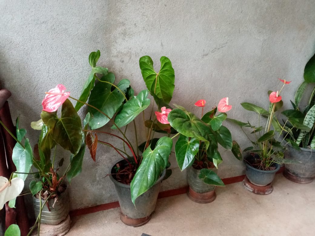 Nimsara Homestay photo 3