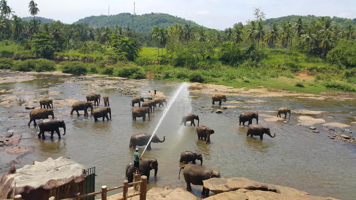 Hotel Elephant Park photo 2