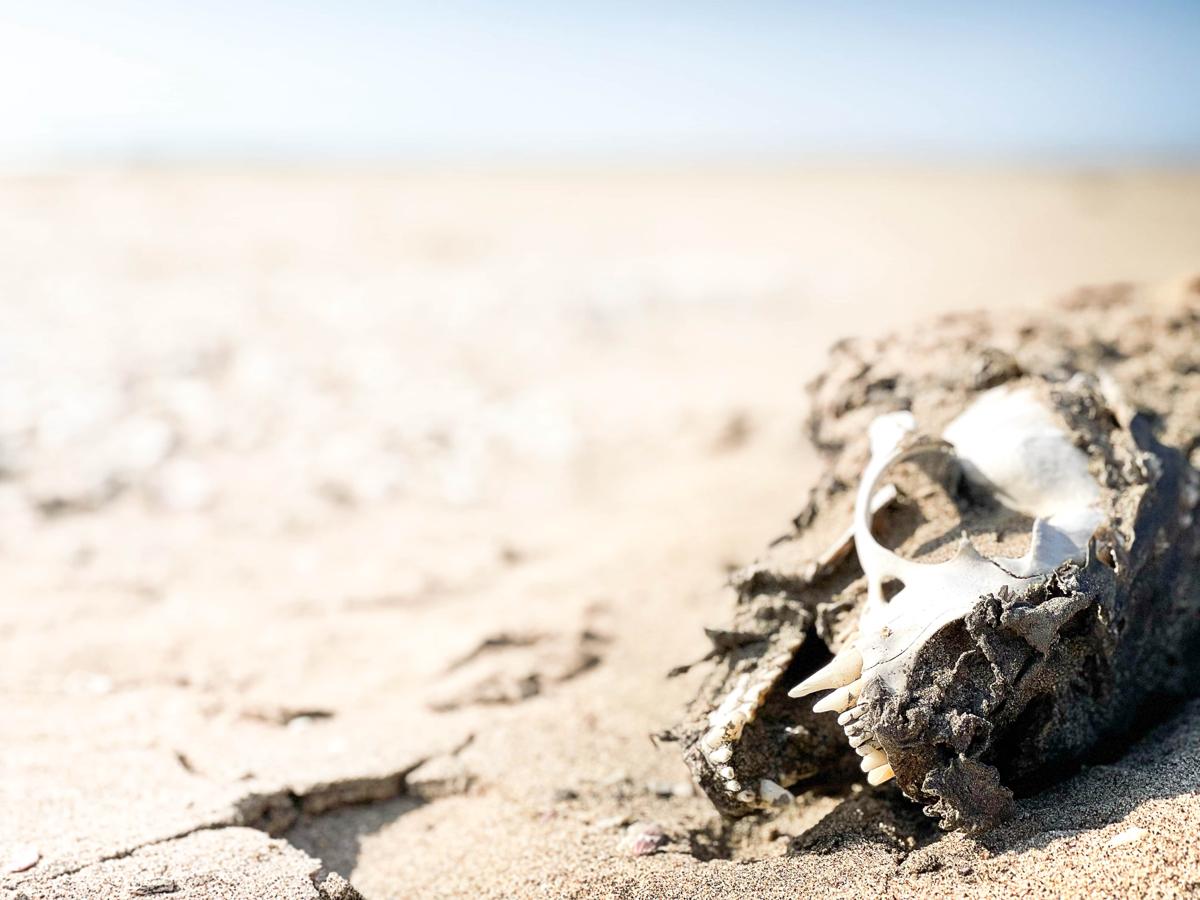 Skeleton Beach Backpackers photo 2
