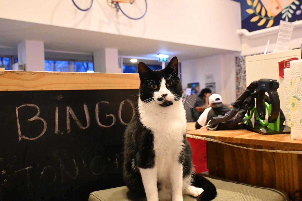 Dutchies Hostel photo 2