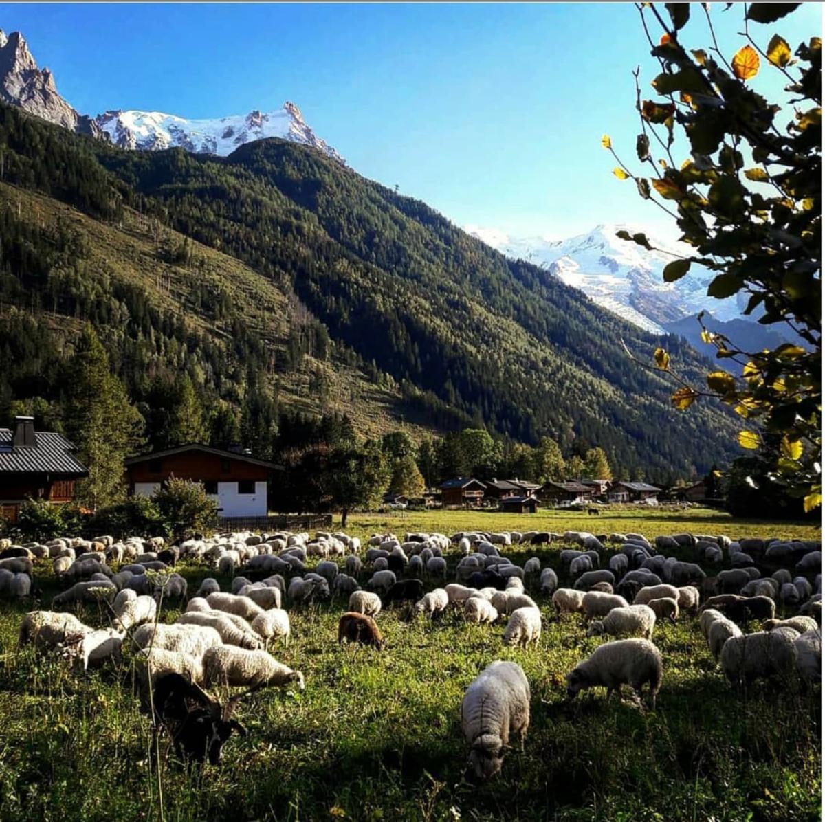 Chalet-Gite Chamoniard Volant Hostel Chamonix photo 4