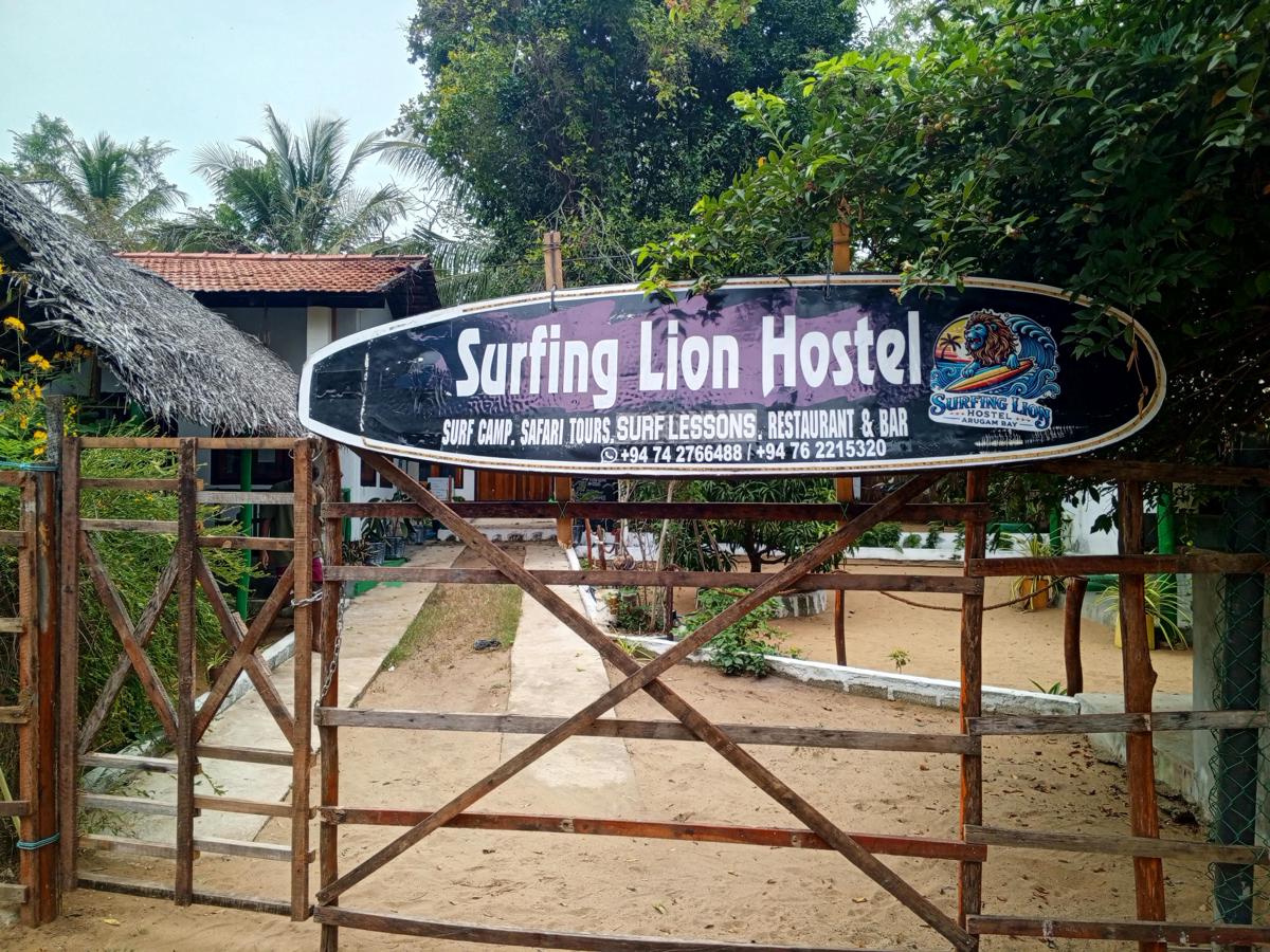 Surfing Lion photo 2
