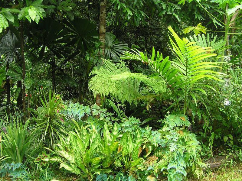 The Epiphyte B & B photo 2