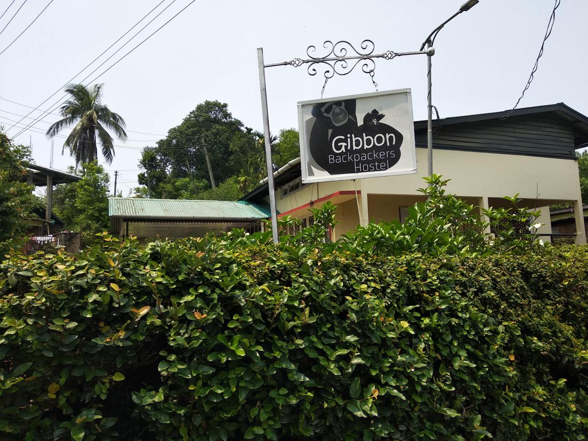 Gibbon Backpackers Hostel photo 2