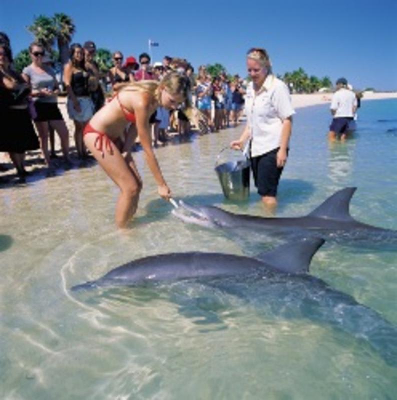 RAC Monkey Mia Dolphin Resort photo 1