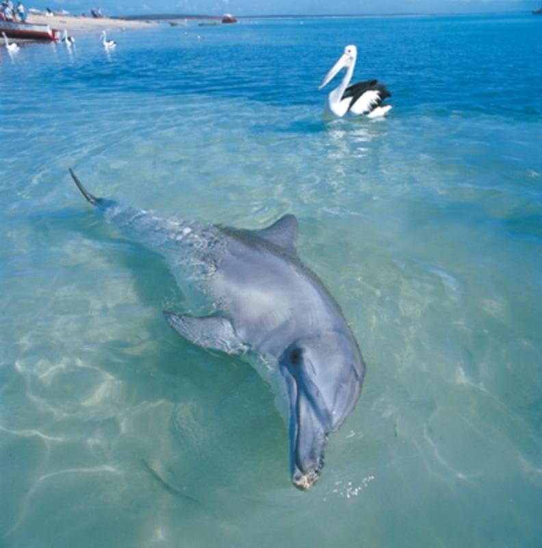 RAC Monkey Mia Dolphin Resort photo 3