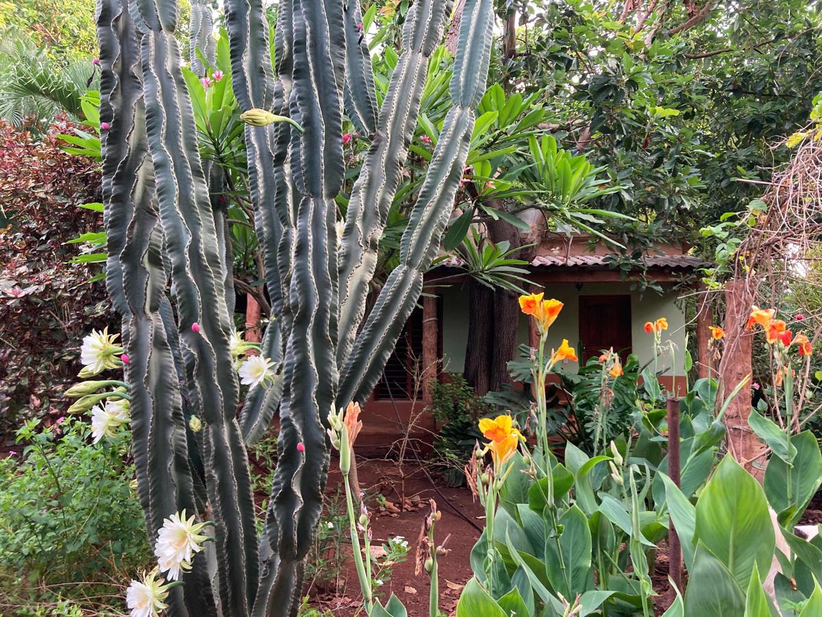 Casa Los Mangos photo 3