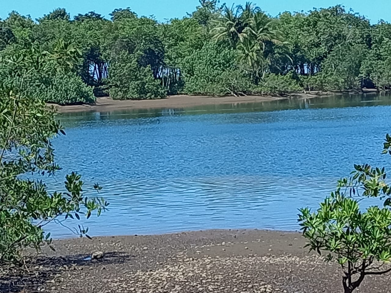 Ceiba Ganadito photo 2
