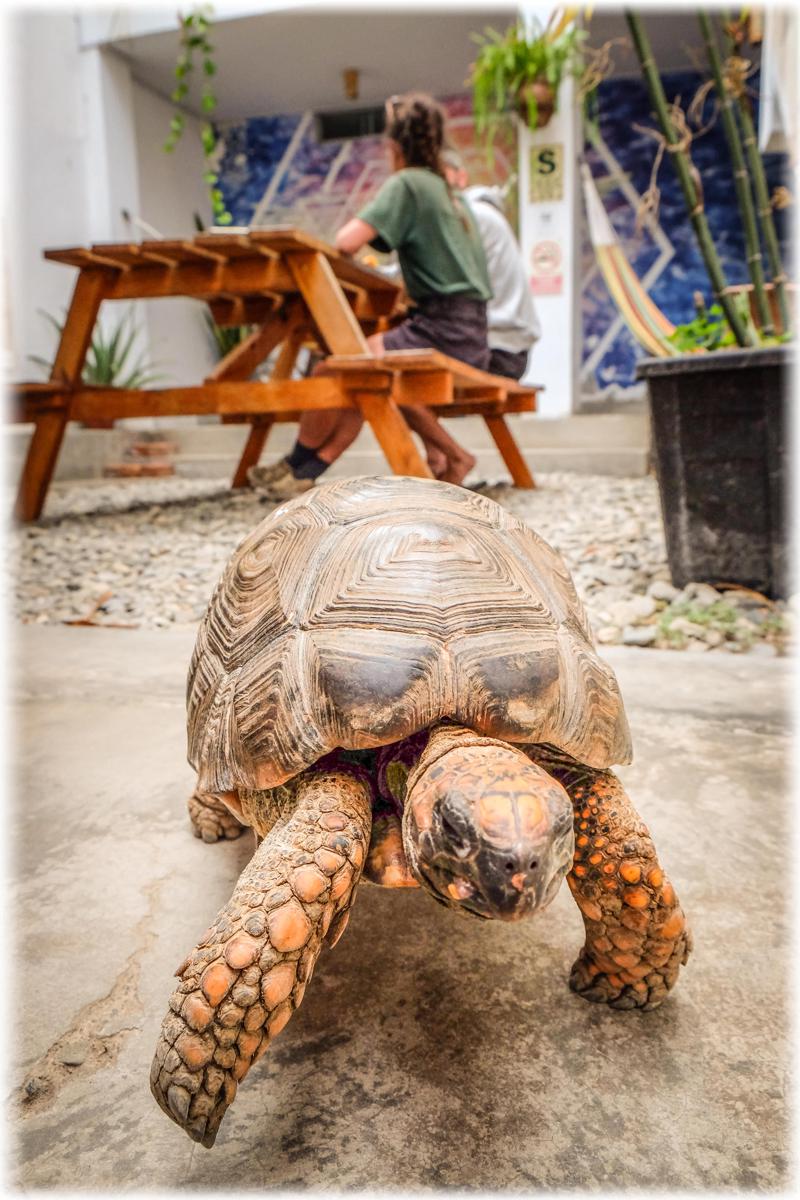 ATMA Hostel & Yoga photo 3