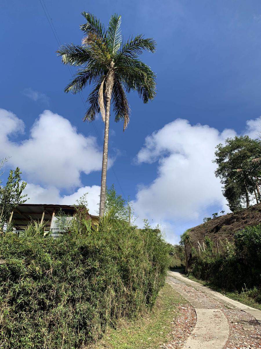 El Regalo Finca Hostel photo 4