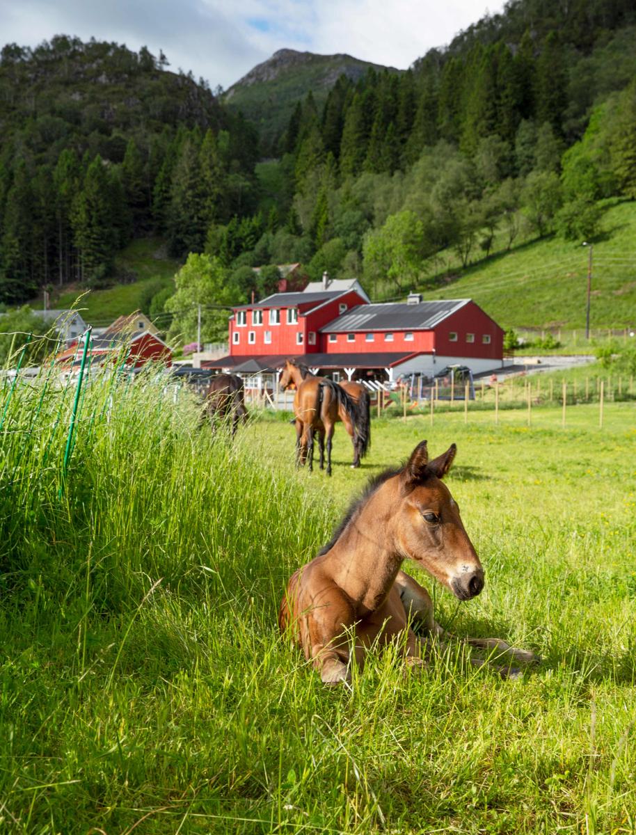 Solneset Farm Hotel photo 2