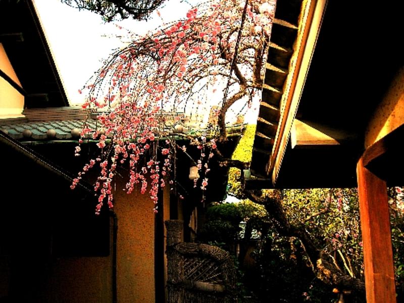 Guesthouse Nara Backpackers photo 1