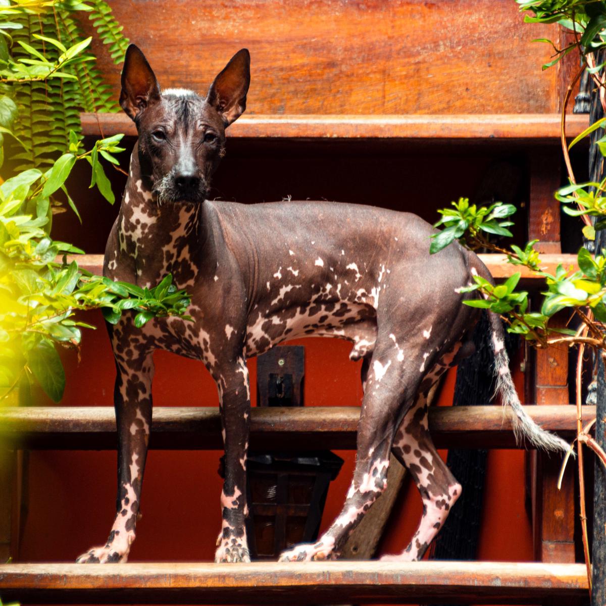 KACLLA, The Healing Dog Hostel photo 3