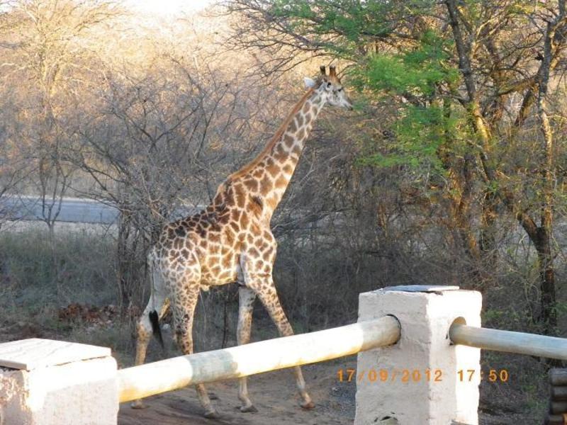 Kruger Inn Backpackers photo 2