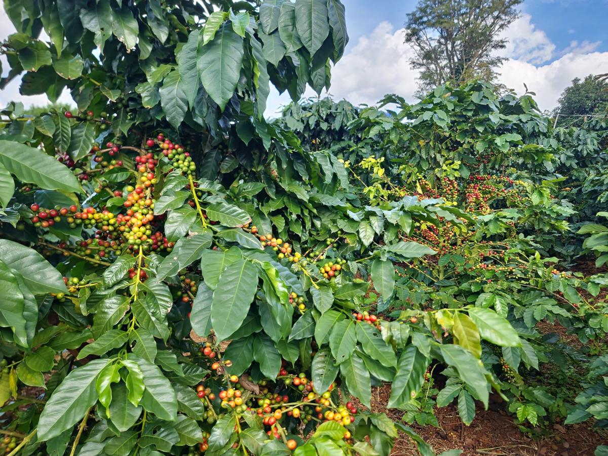 Pida Coffee Farm Lodge photo 4