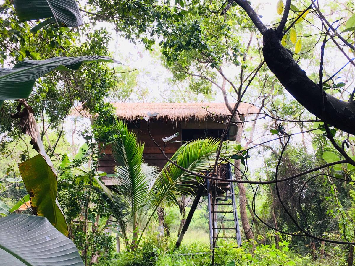 Tree House Hostel Sigiriya photo 4