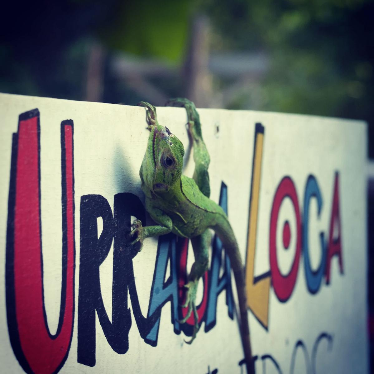 La Urraca Loca photo 2