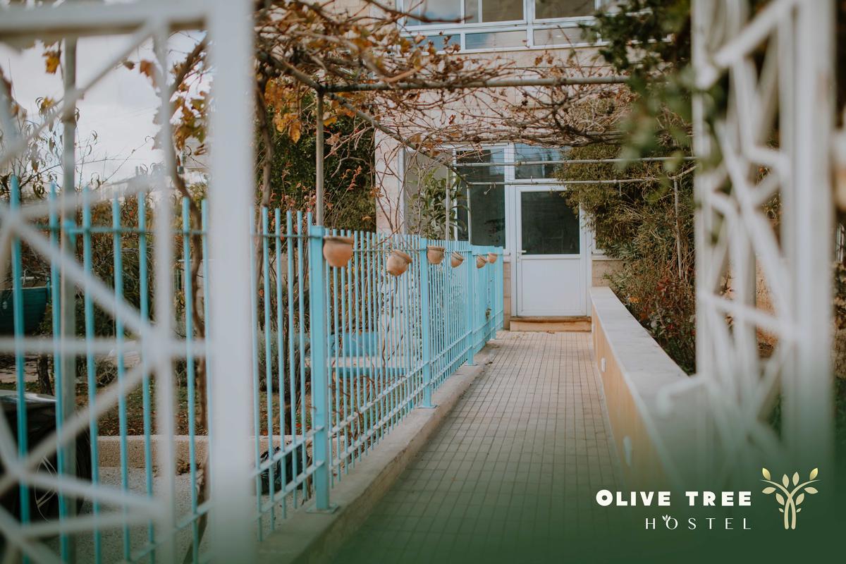 Olive Tree Hostel photo 4