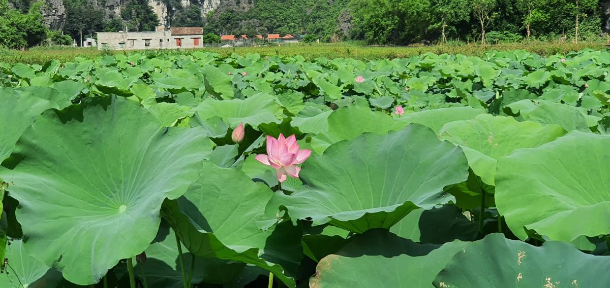 Trang An Moon Garden photo 3