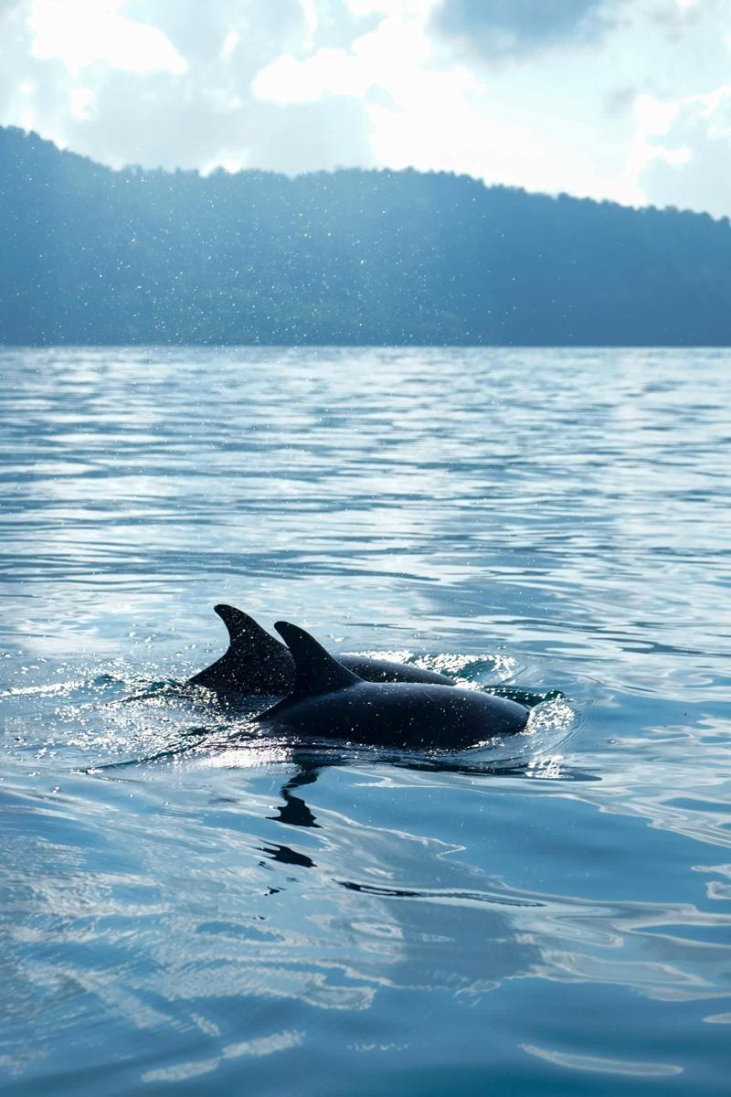 Dolphin Quest Costa Rica photo 3