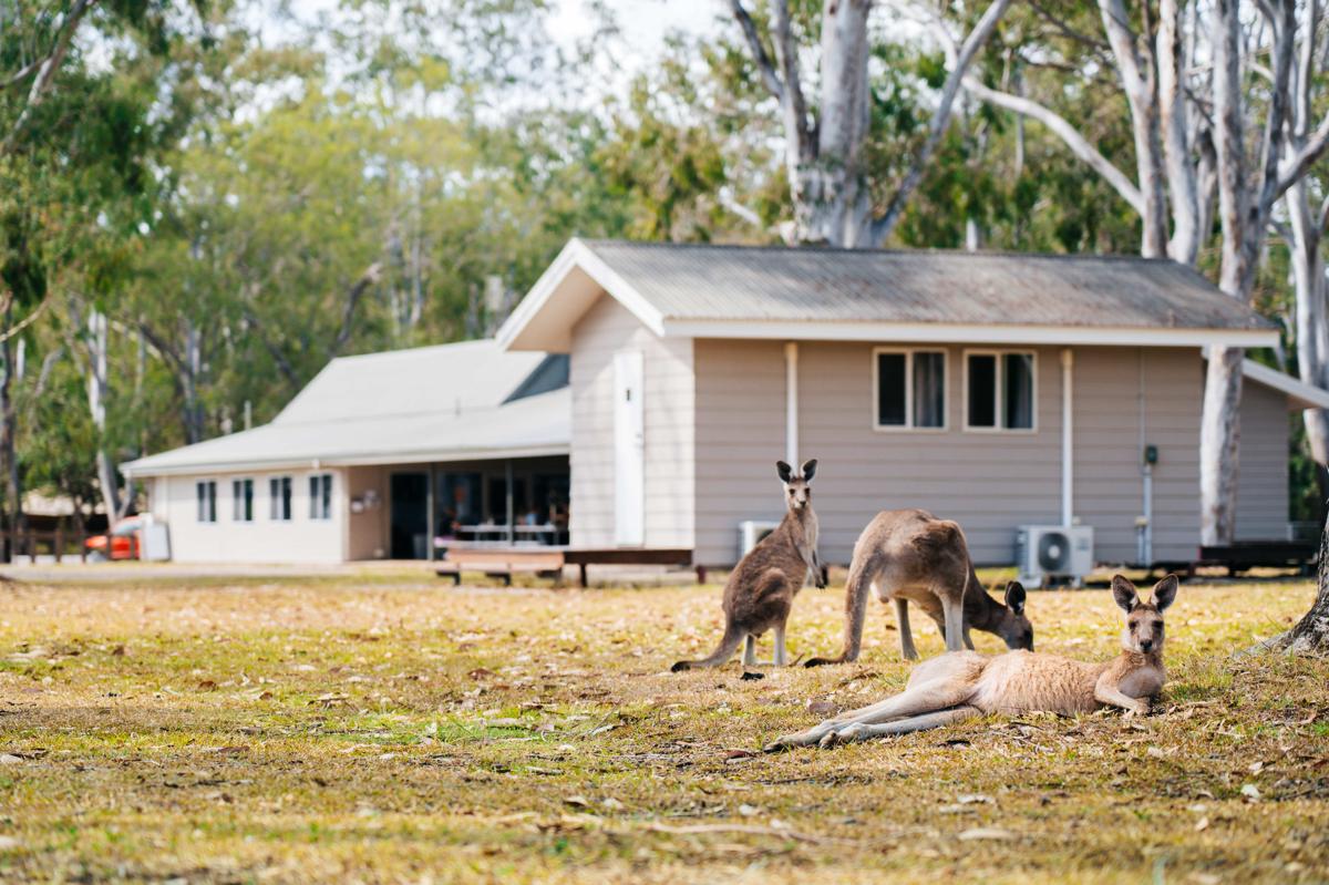 Kangarooms Noosa Everglades photo 2