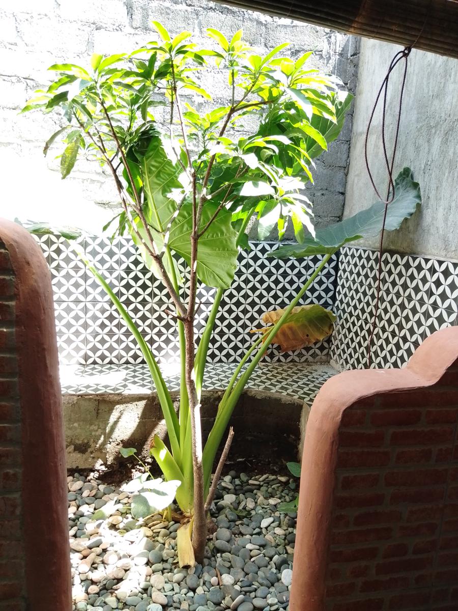 Blue Lotus Inn photo 2