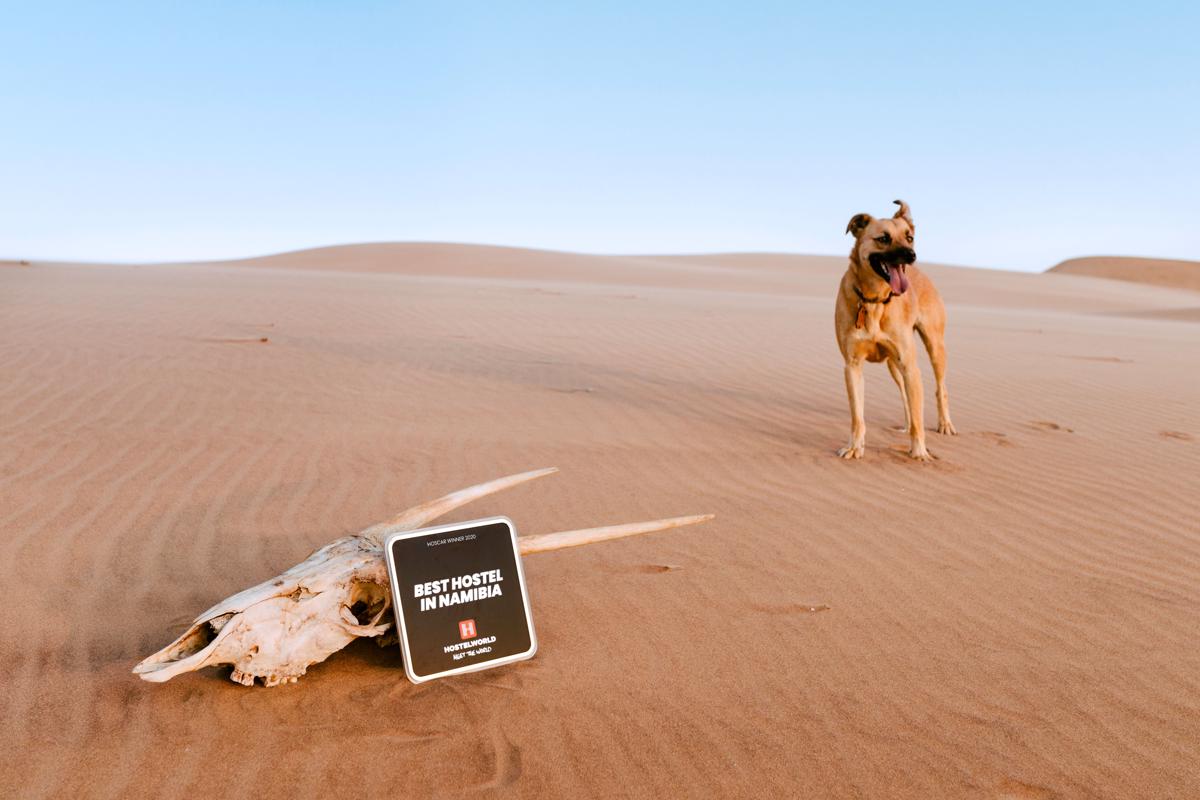 Salty Jackal Surf Camp photo 1