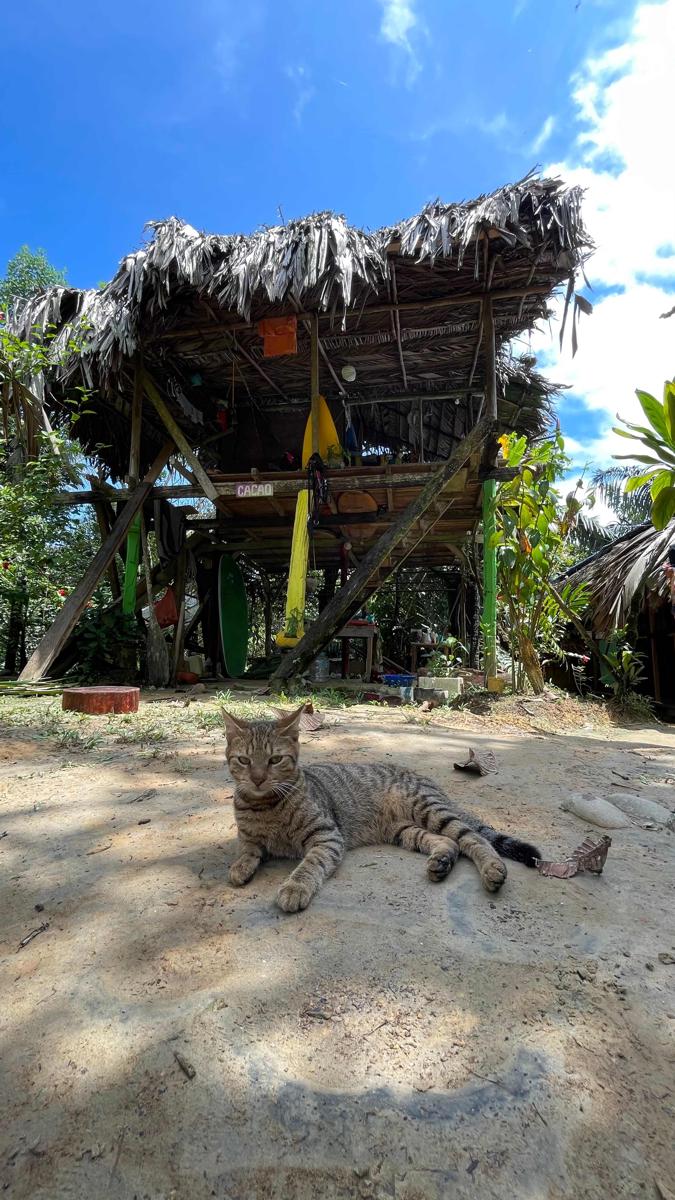Casa Surf Ananas photo 2