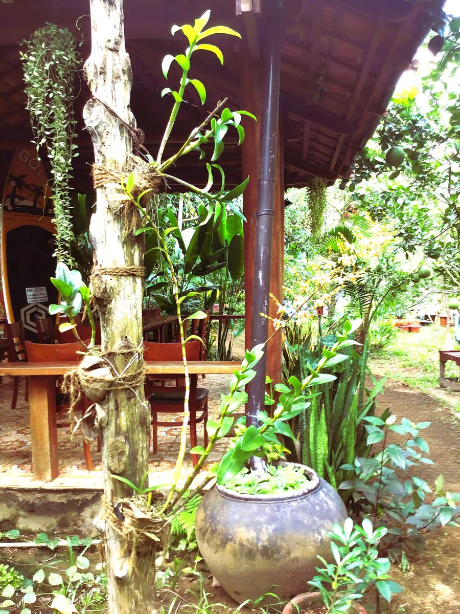 Ben Tre Farm Stay photo 4