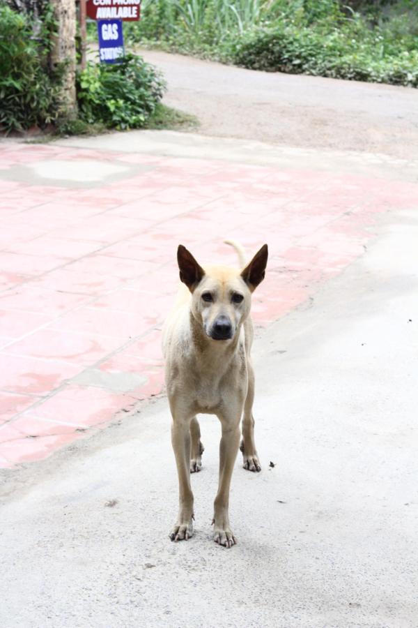 Trang An Freedom Hood photo 6