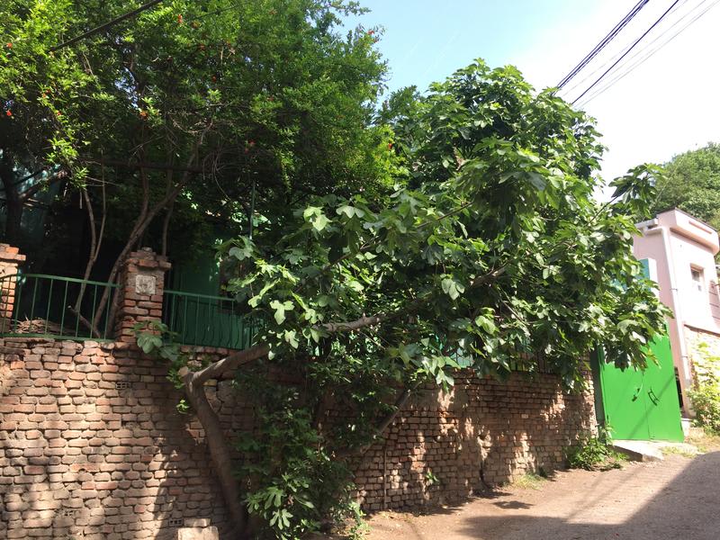 Green House Hostel Tbilisi photo 3