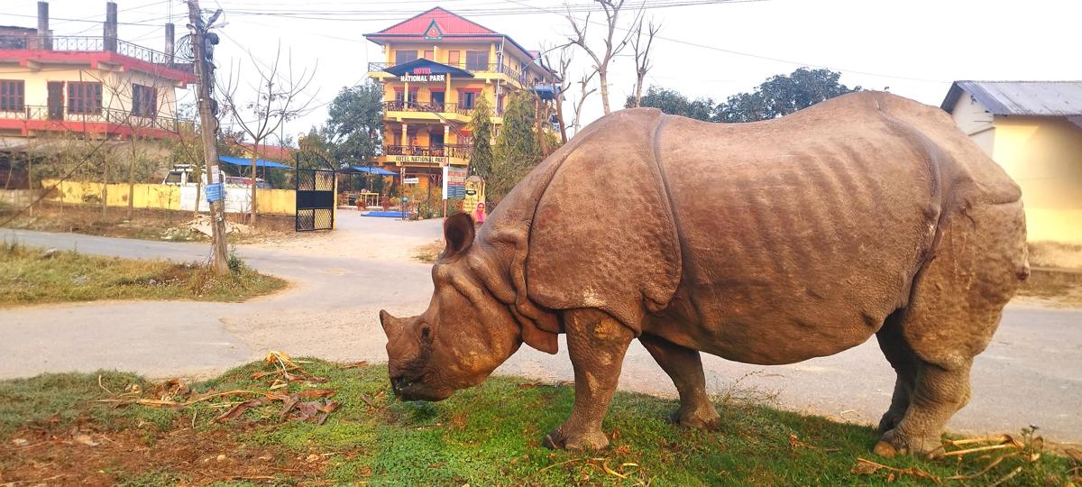 Hotel National Park Sauraha -Homely Stay and Peaceful Location with Jungle Safari arrangements photo 4