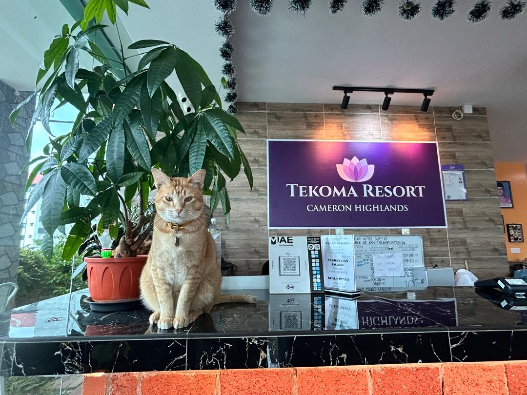 Tekoma Hotel & Hostel CH - FREE SHUTTLE SERVICE photo 1