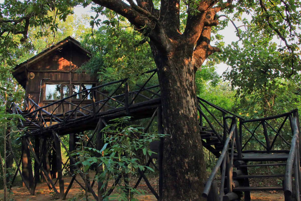 Tree House Hideaway photo 1