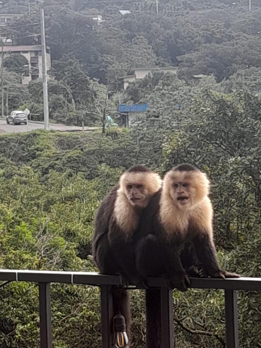 Monteverde Monkey Hostel photo 2