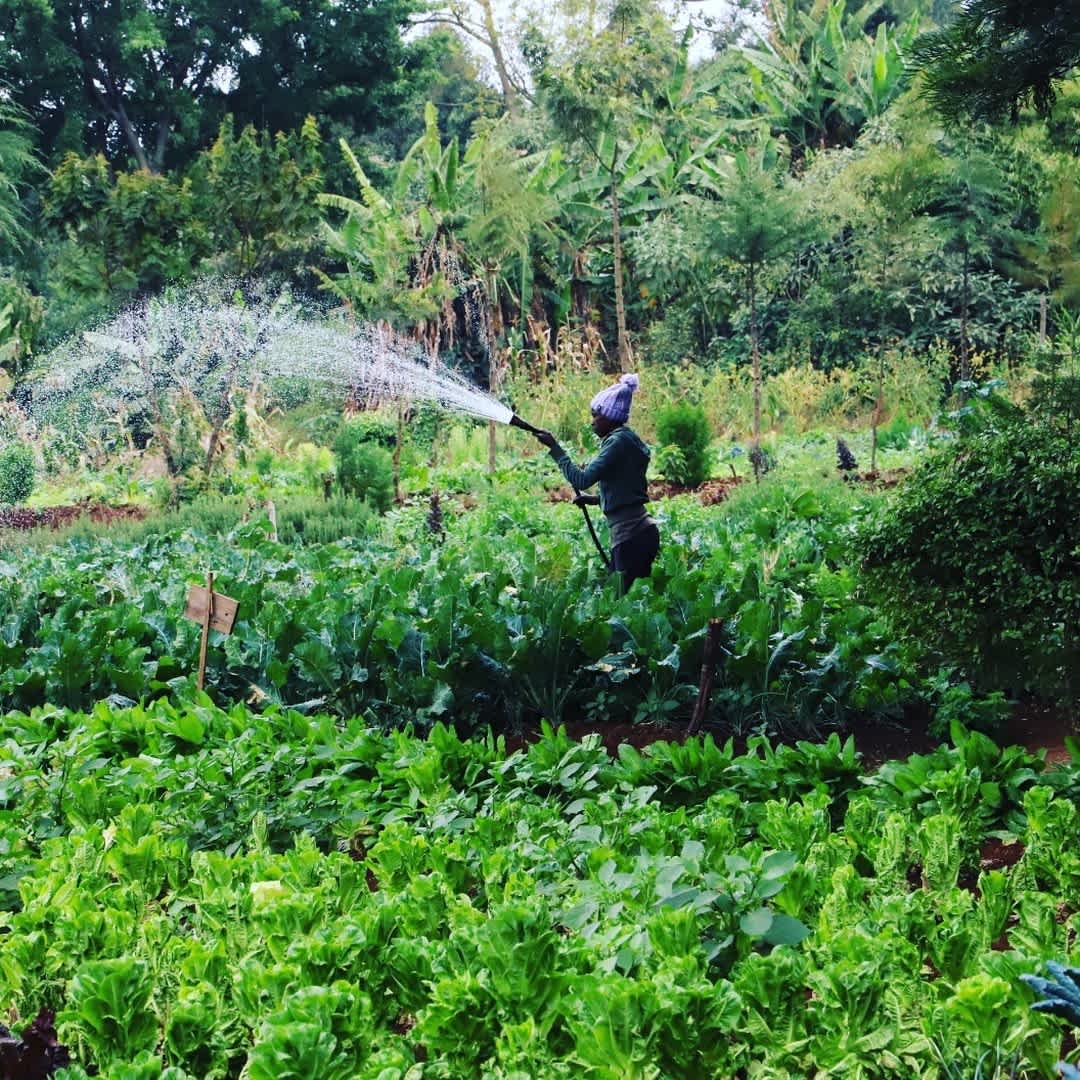 Mlango Farm - All Inclusive – Ngecha Village (Near Nairobi) photo 4
