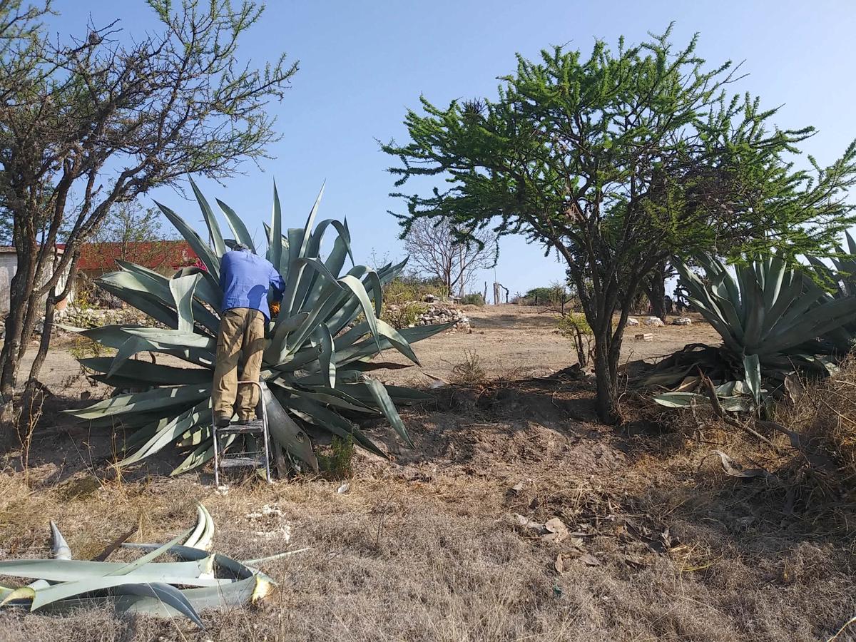 Casa de las Golondrinas -Ecohostal & Campsite- photo 4