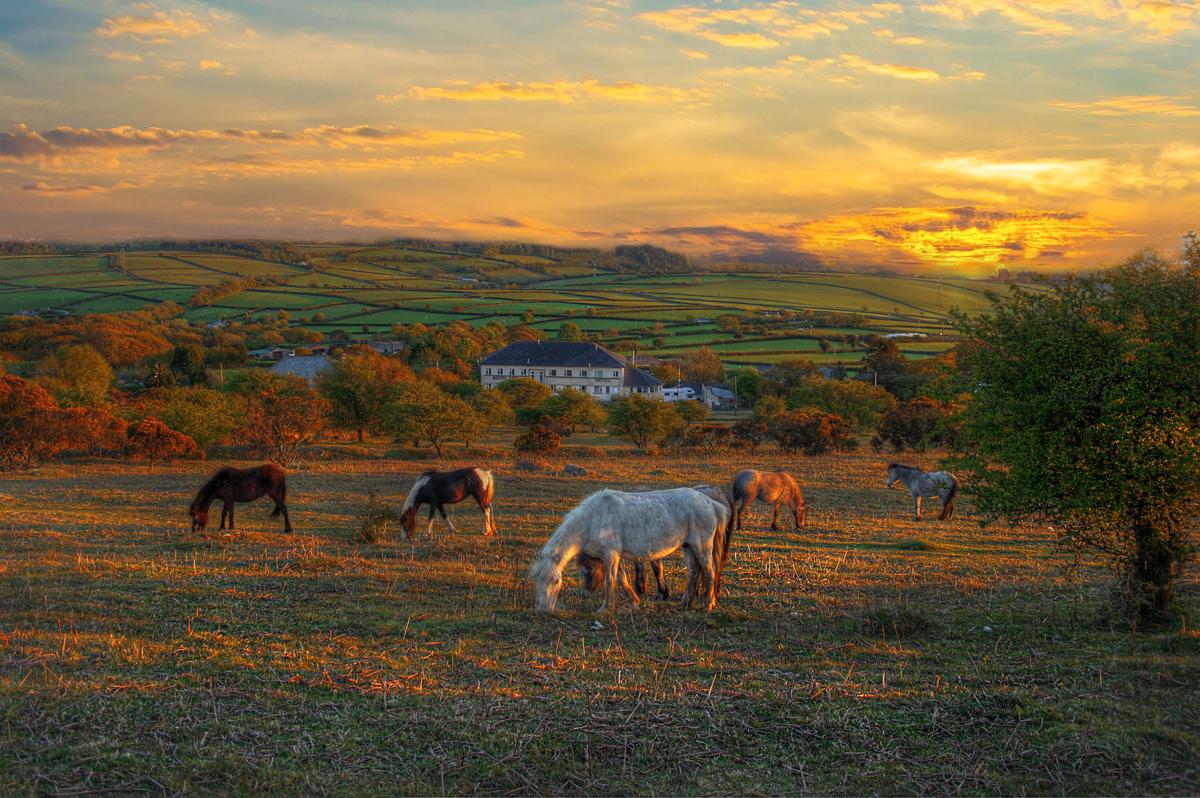 Moorland Hotel photo 3