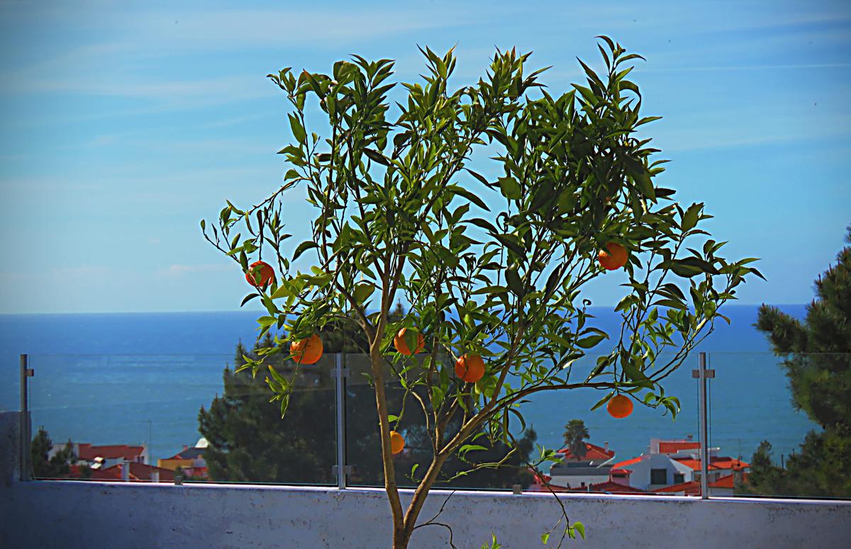Residencia Praia Norte - AL photo 3