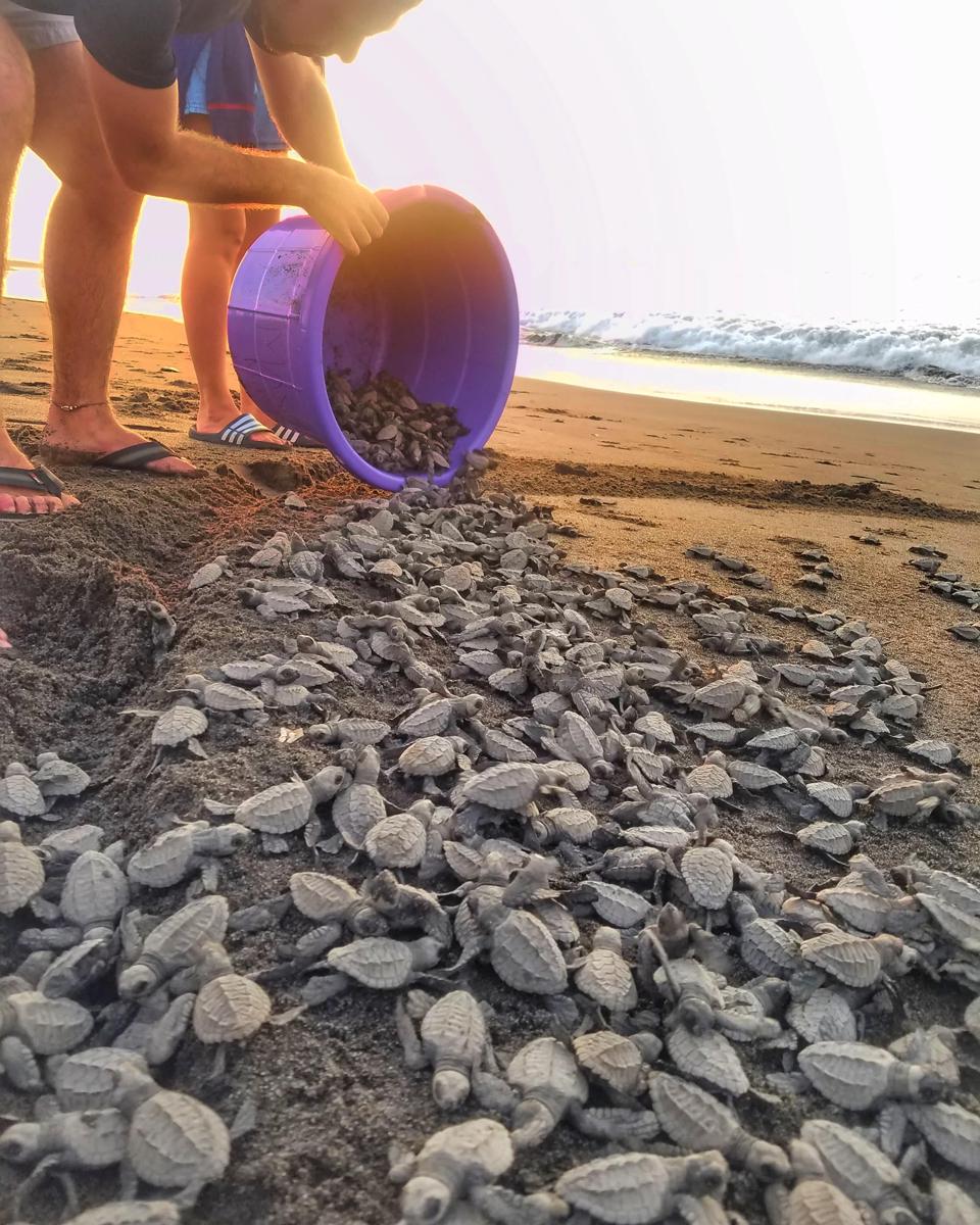 Driftwood Surfer beach hostel El Paredon Guatemala photo 1