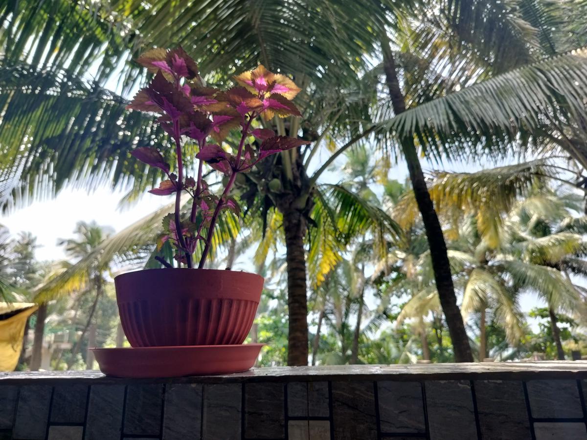 Kumbaya Beachside Hostel & Apartments photo 4