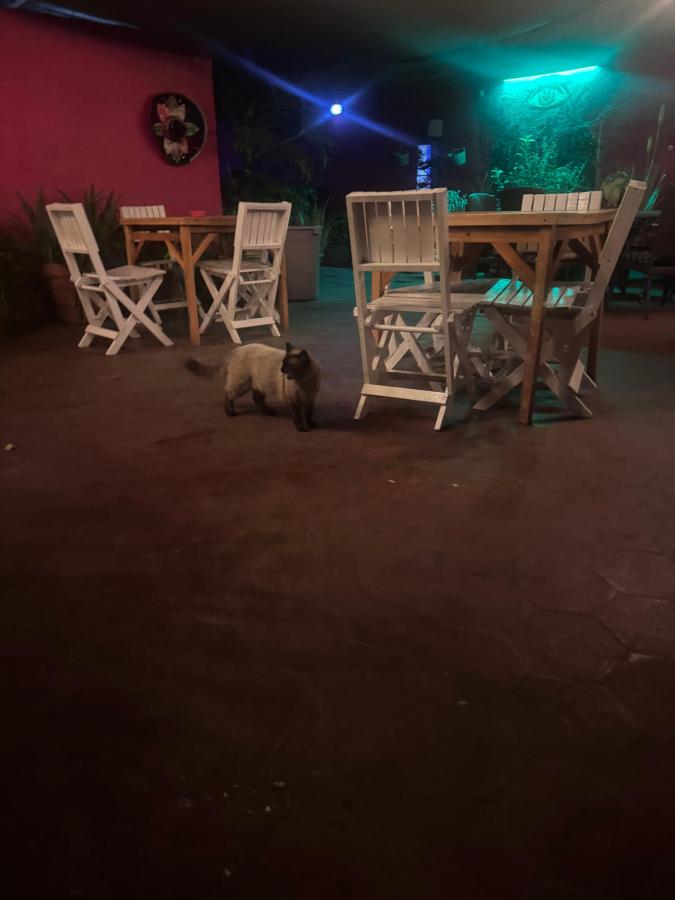 Free Spirit Hostel Guadalajara photo 6