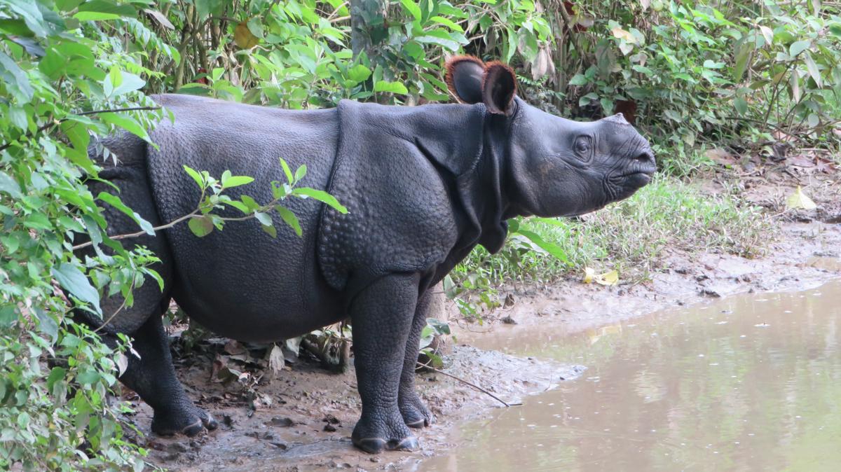 Kings Jungle Safari & Culture Home Stay photo 4