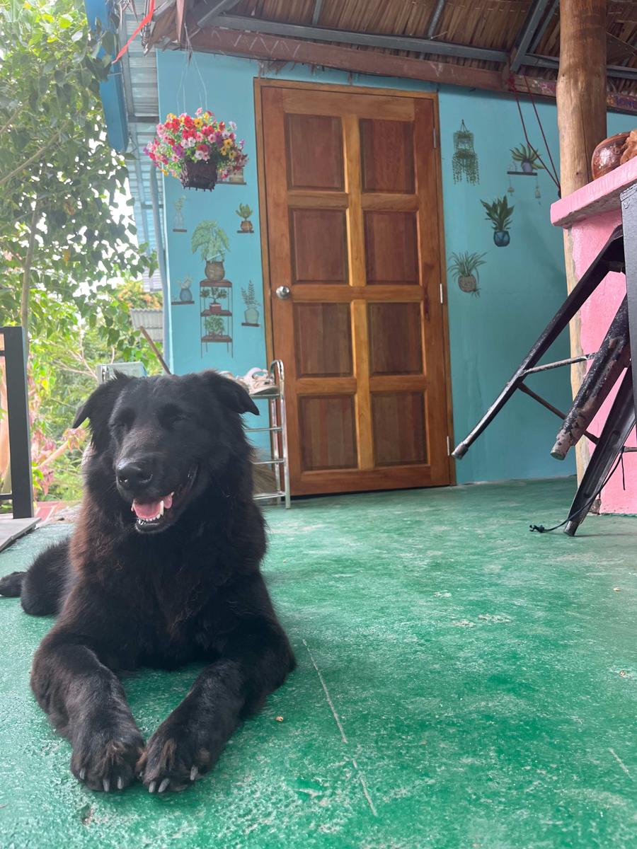 Blue Coconut Hostel & Homestay photo 3