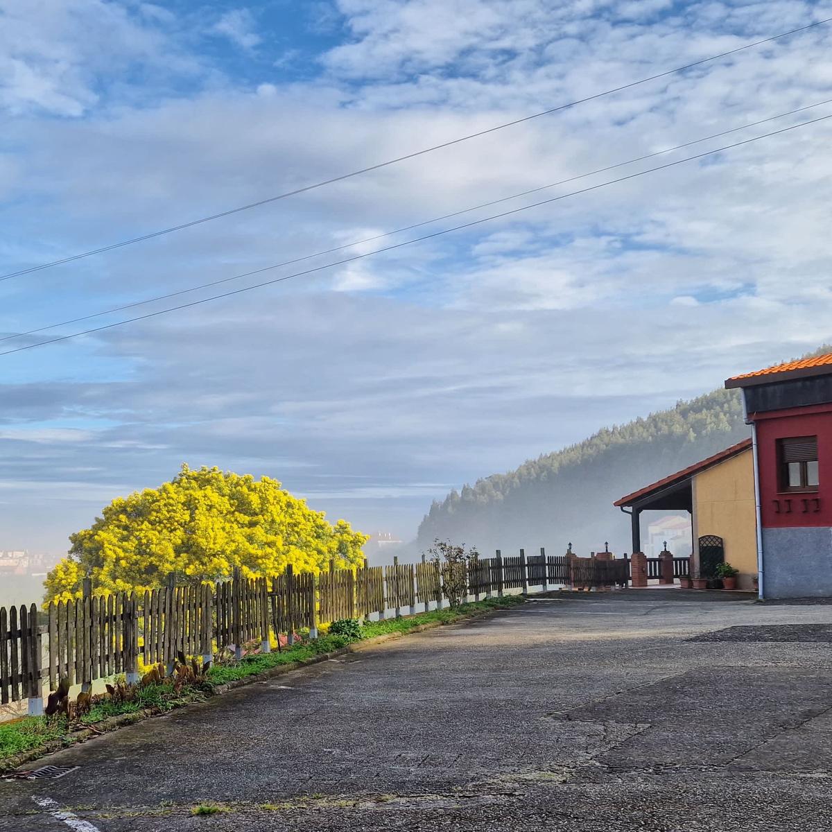 Las Mimosas del Nalón photo 1
