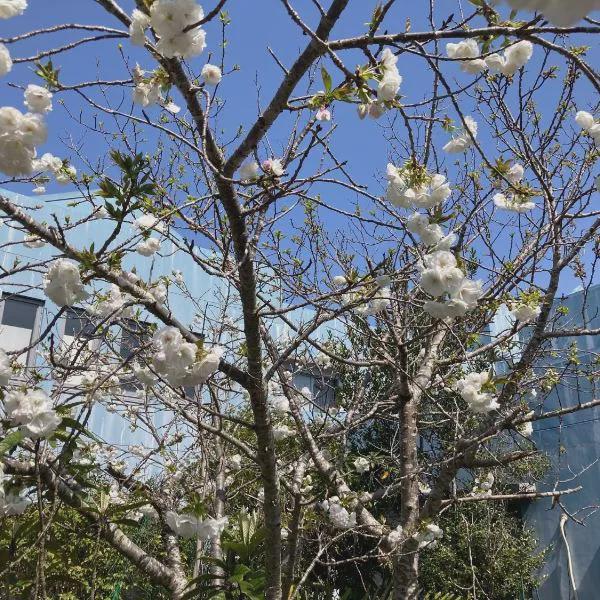 Narita Airport Samurai Hostel photo 5
